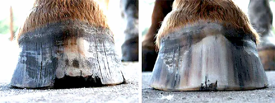 Perfect Hoof Wear Poly Wrap Kit - Image 2