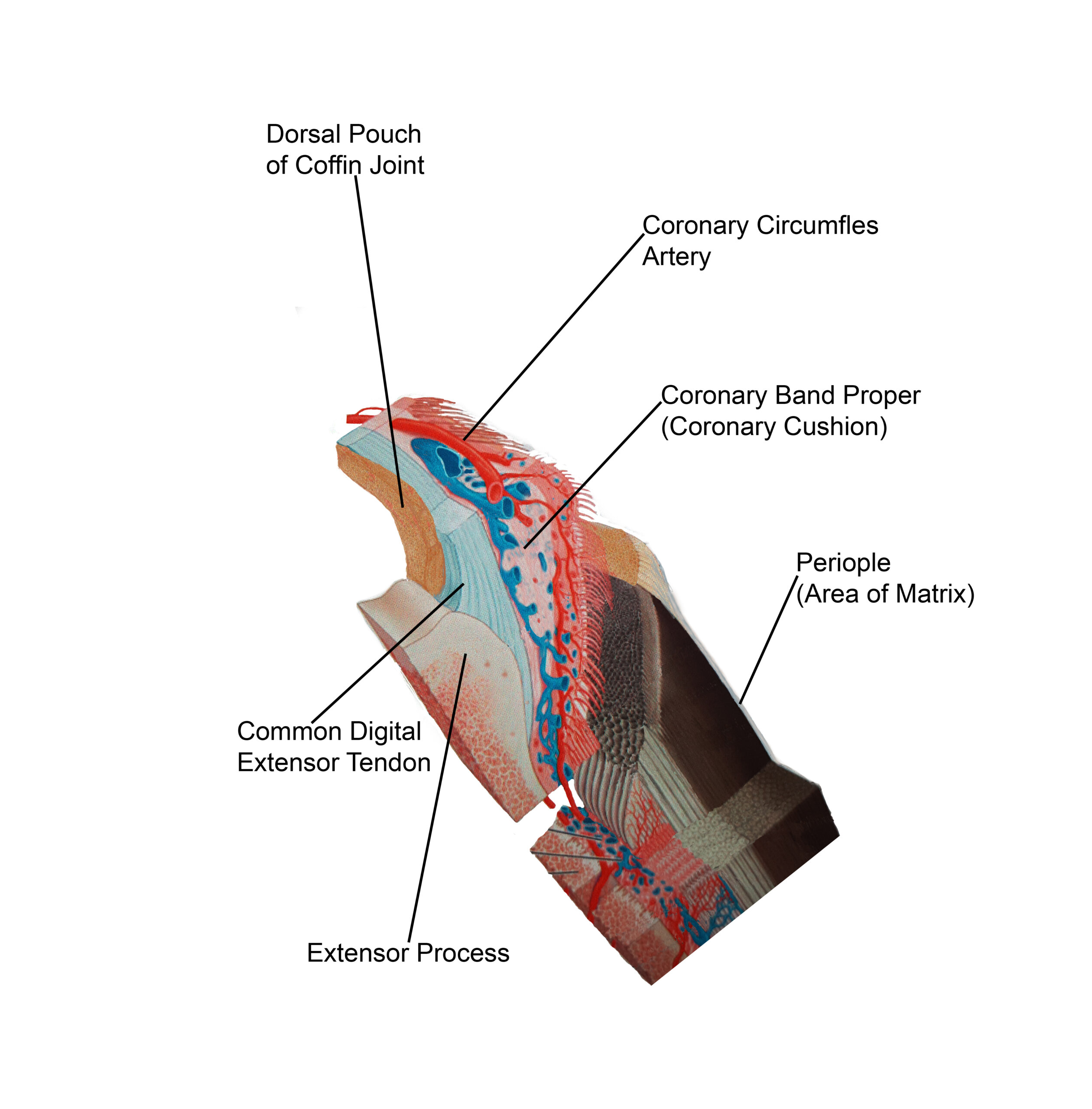 Applied Equine Podiatry: Laminitis, Founder & Equine Digital Osteoarthritis - Image 8