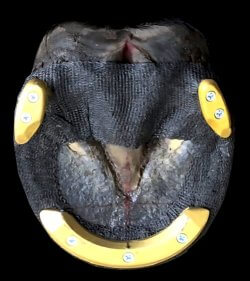 Equine Podiatry Supplies